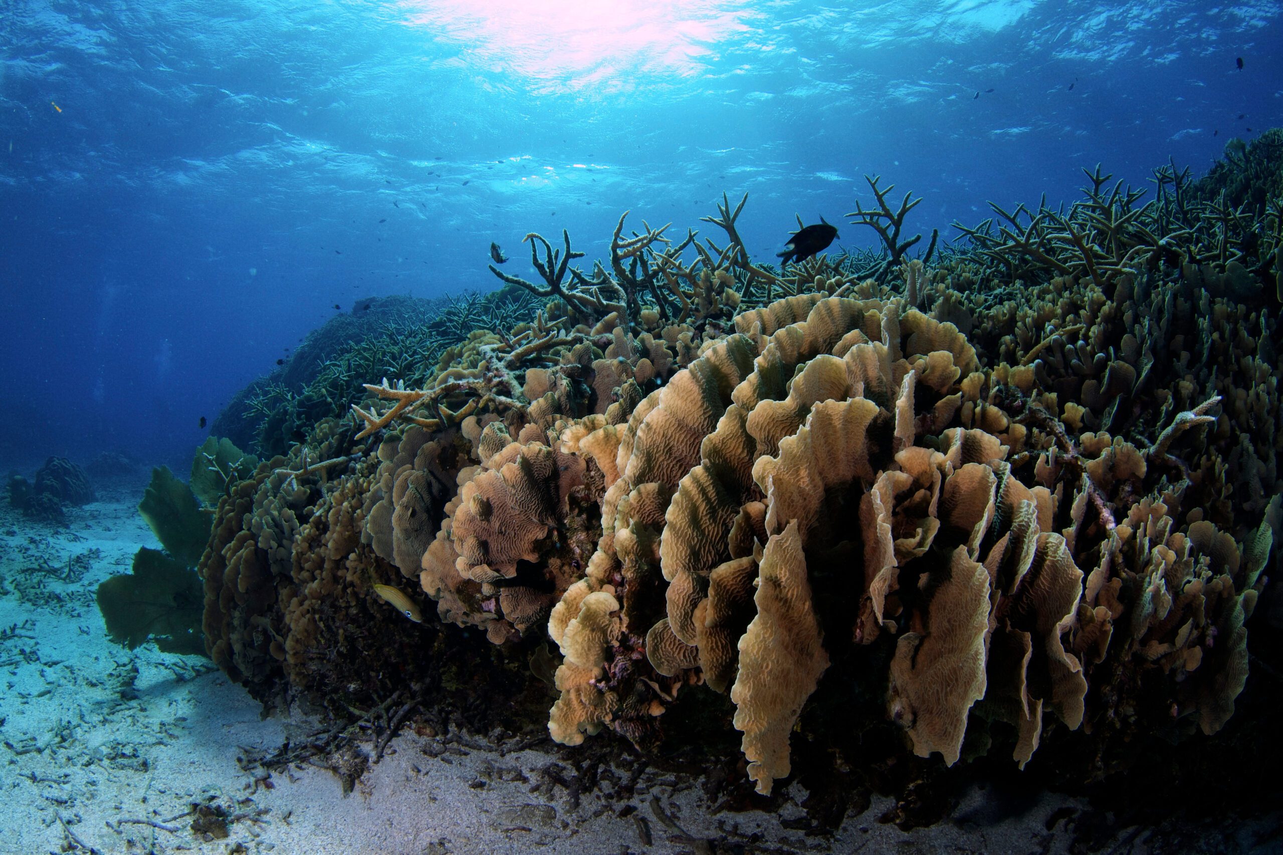 Reef in Honduras_credit Rachel Graham