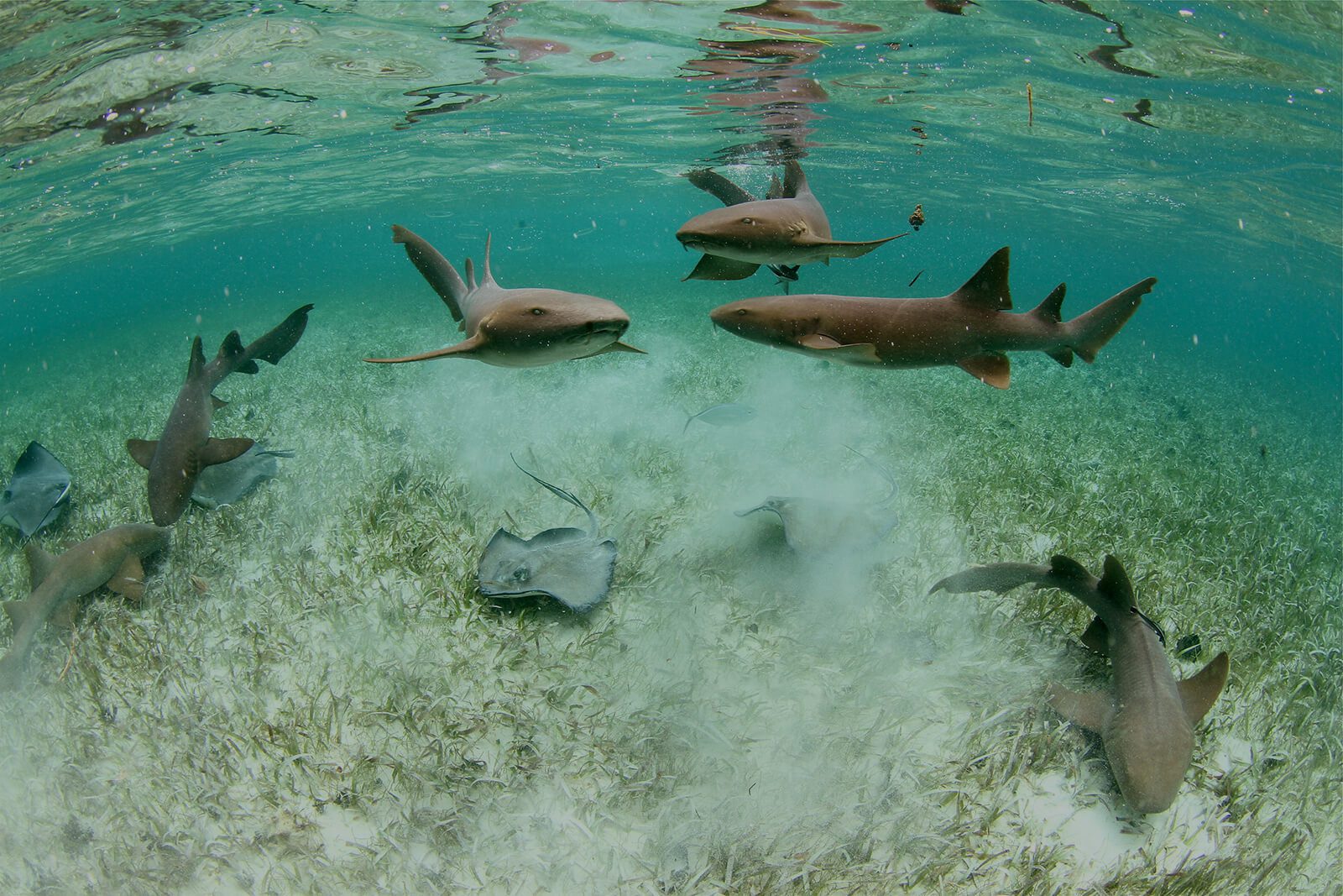 2Nurse-Sharks-and-Southern-Stingrays-at-Hol-Chan-Marine-Reserve_credit-Rachel-Graham-1