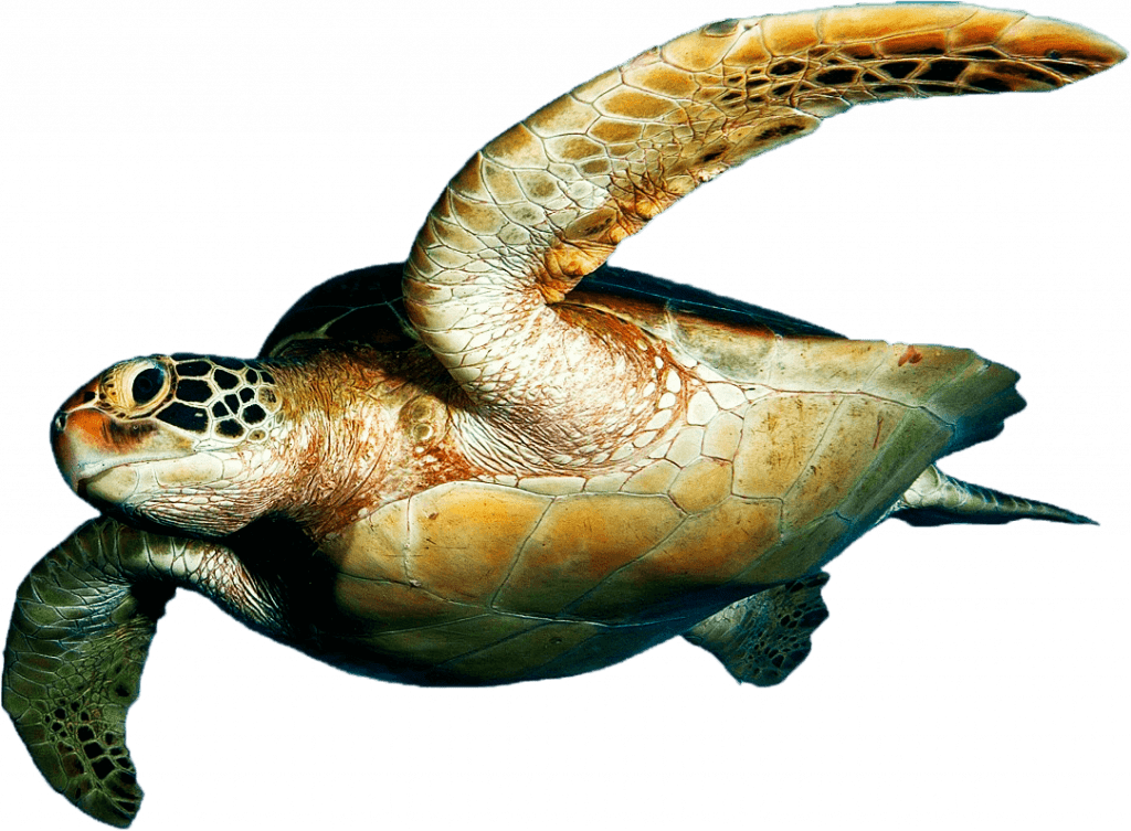 Evaluaci n a nivel nacional de - Pngegg 1024x753 